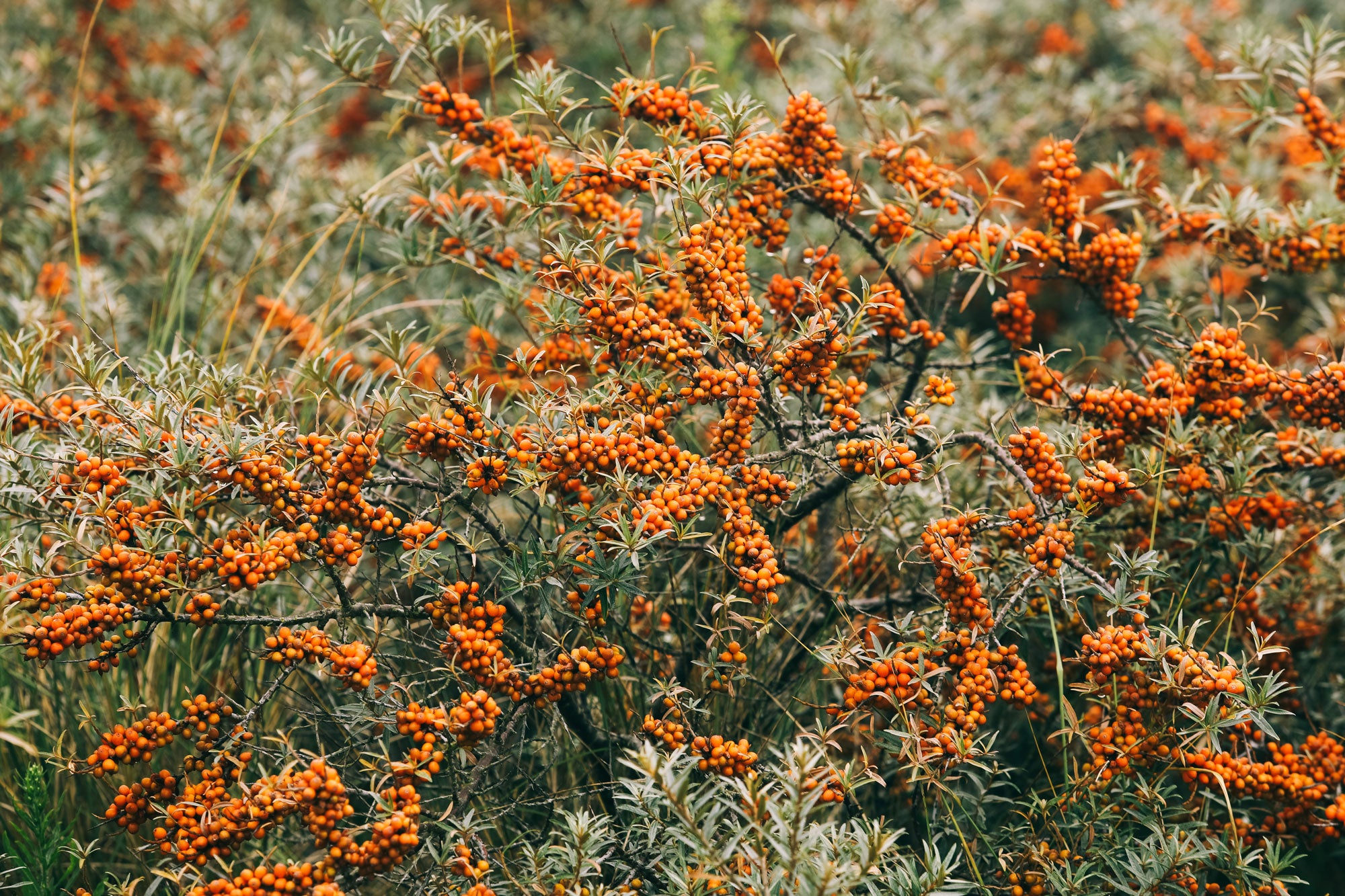 ‘LIQUID GOLD’: ALL ABOUT SEA BUCKTHORN