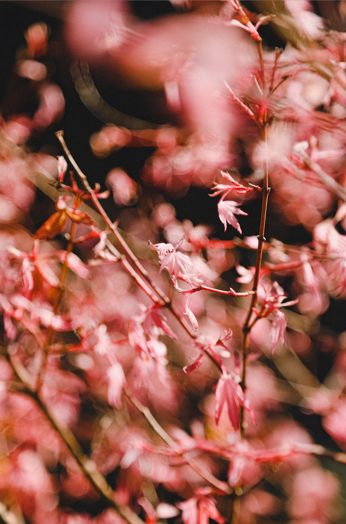 Close-up image of new spring leaves growing from a Japanese Maple tree
