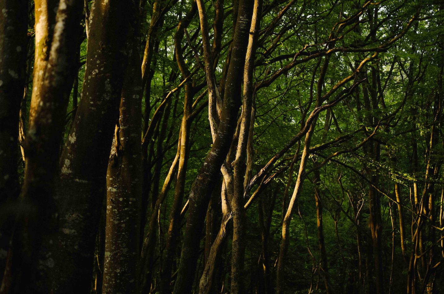 NATURE ON THE BRAIN
