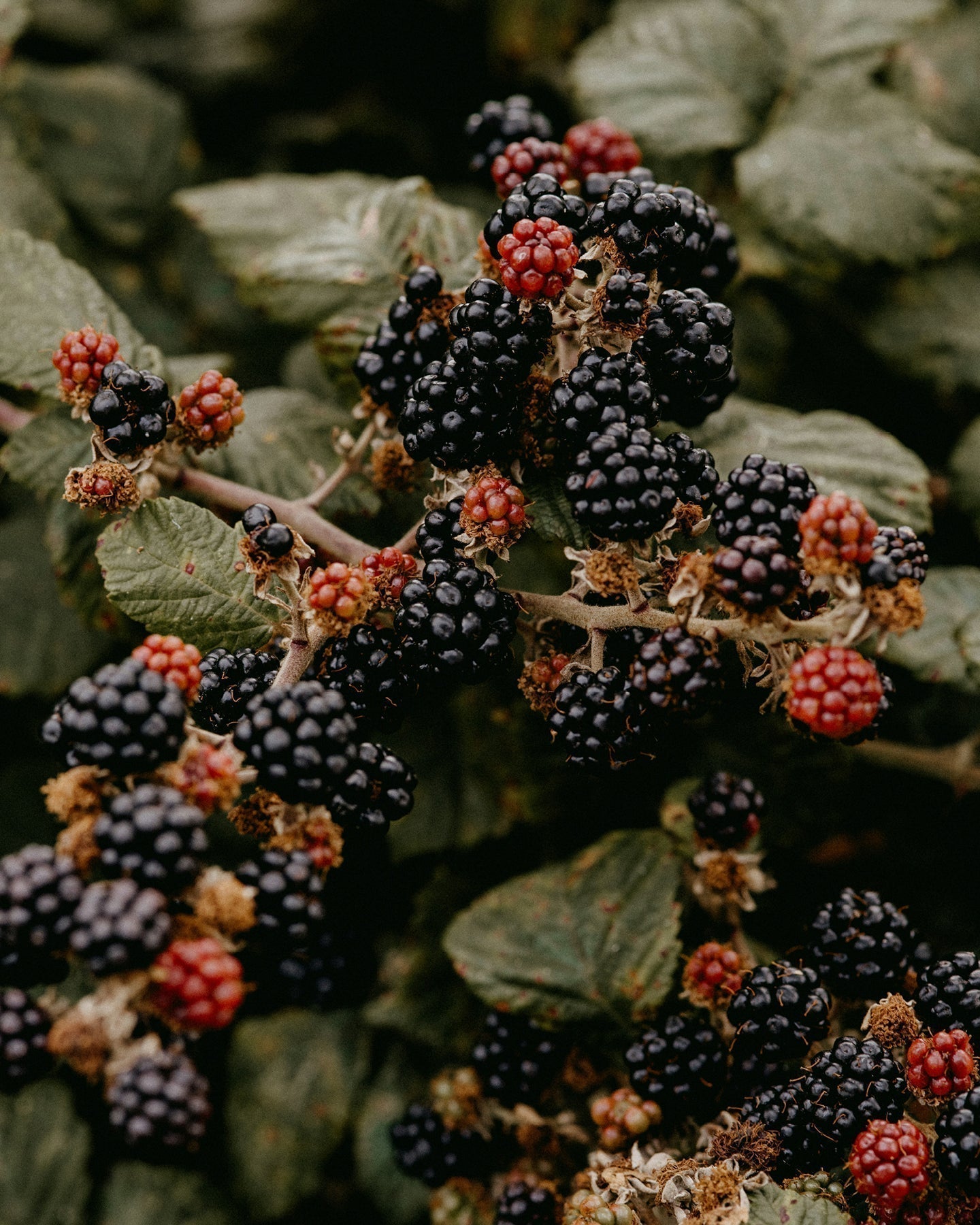 NATURE'S LARDER: OUR SKINCARE INGREDIENTS