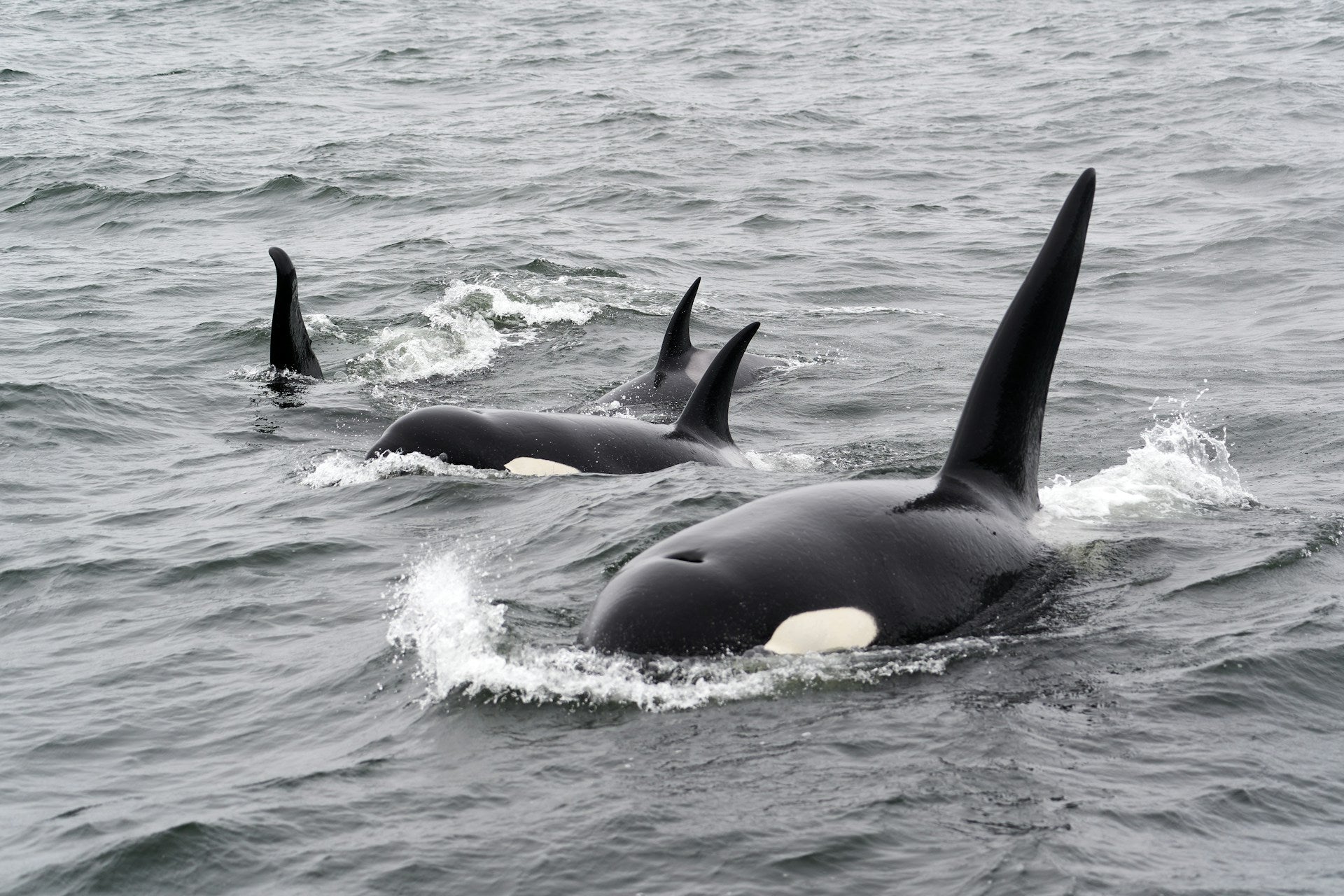 Killer whales by Mike Doh on Unsplash