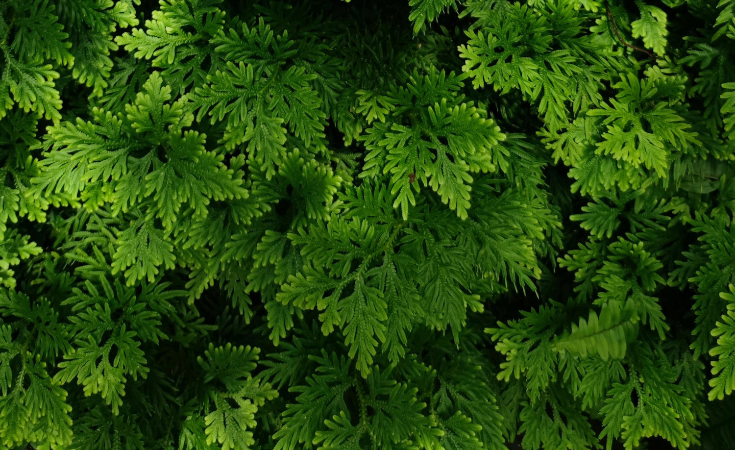 THE ‘RESURRECTION PLANT’: SPIKE MOSS