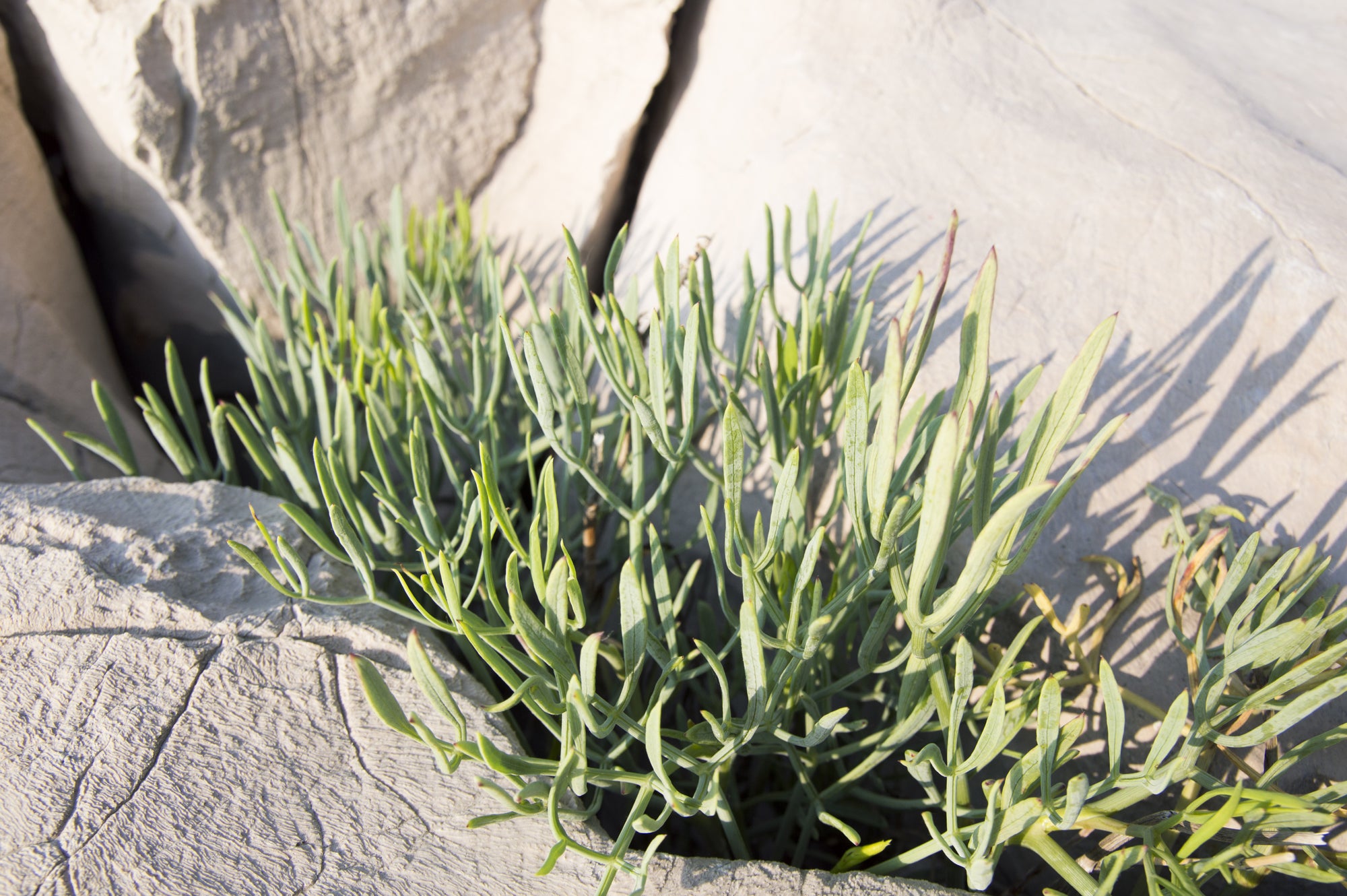 SEVEN SAMPHIRE SECRETS