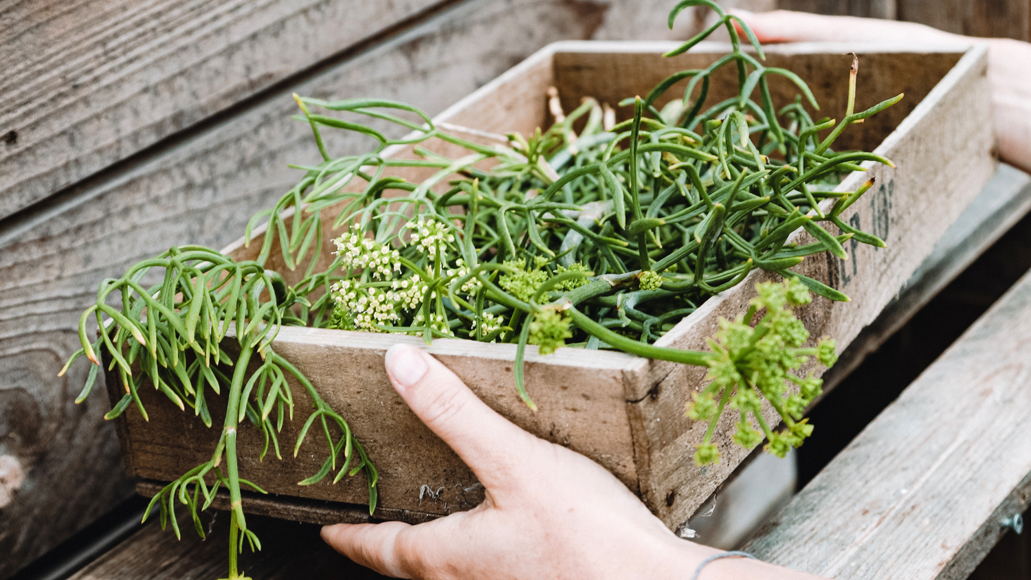 NATURE'S LARDER: OUR HERO INGREDIENTS